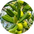 Olive extract
